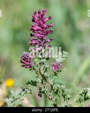 Fiori di fumeria comune, Fumaria officinalis. È una pianta erbacea da fiore annuale della famiglia dei papaveri. Foto scattata nella provincia di Ciudad Real, S Foto Stock