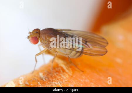 Mosca della frutta o mosca dell'aceto (Drosophila melanogaster) su bucce di carote. Foto Stock