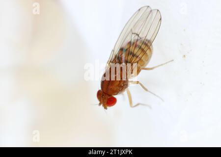 La Drosophila melanogaster mosca della frutta extreme close up macro Foto Stock