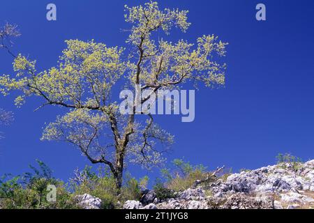 Rovere, Fremont Peak State Park, California Foto Stock