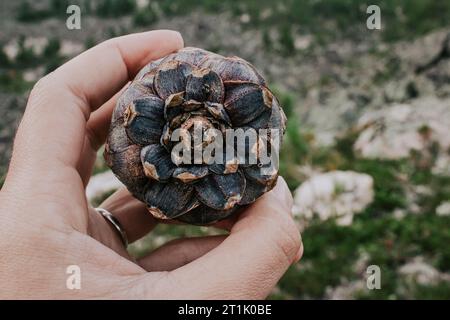 Cono di cedro fresco in mano. Posizione in cui il cono è collegato a un ramo dell'albero. Coni di pino resinoso in natura durante la stagione della raccolta della frutta a guscio. Una fonte di BE Foto Stock