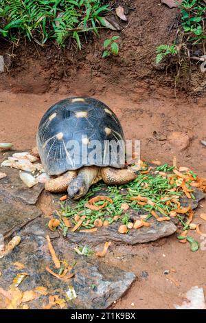 Tartaruga della specie Astrochelys radiata, Madagascar Foto Stock