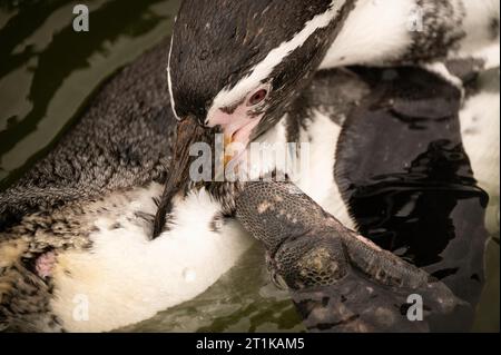 Il pinguino Humboldt (Spheniscus humboldti) è un pinguino di medie dimensioni. Così l'uccello è nato in cattività. Vivi nel giardino zoologico. Foto Stock