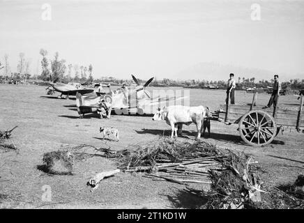 Il Supermarine Spitfires di n. 232 Squadrone RAF essendo sottoposto a manutenzione Serretelle terreno di atterraggio, vicino a Salerno in Italia, il 3 ottobre 1943. Il Supermarine Spitfire Mark IXs e VCs di n. 232 Squadrone RAF sottoposti a manutenzione a Serretelle terreno di atterraggio, a sud di Salerno, Italia. In primo piano, contadini locali in un carrello di giovenco contribuiscono a preparare l'Aviosuperficie per uso da parte di rimozione di ceppi di alberi dalla nuova pista e offrire posti di scherma. Foto Stock