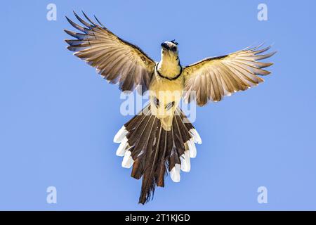 Magpie-jay dalla gola bianca in volo. Foto Stock