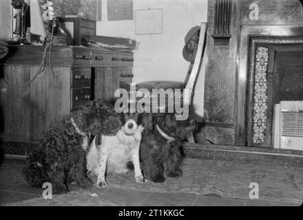 Flying Bomb- V1 danno della bomba a Londra, Inghilterra, Regno Unito, 1944 tre cani sedere in una fila a un trasporto meccanizzati Corps post, da qualche parte a Londra. Foto Stock