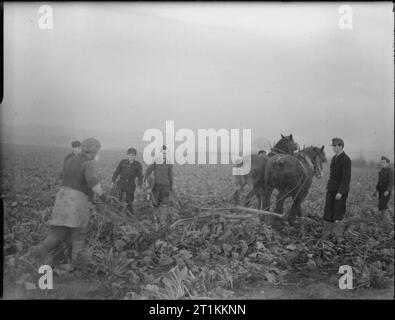 Prigionieri di guerra tedeschi in Gran Bretagna - La vita quotidiana in un tedesco POW Camp, UK, 1945 prigionieri di guerra tedeschi aiutare un agricoltore per raccogliere il suo raccolto di svedesi in una fattoria vicino a loro PoW camp, da qualche parte in Gran Bretagna. L'agricoltore può essere visto che guida il suo a cavallo il vomere attraverso il fango. Foto Stock