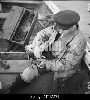 A Isola Santa gioca la sua parte - La vita di tutti i giorni su Lindisfarne, 1942 un pescatore a bordo della barca da pesca 'ELSIE' cravatte fino le branche di una fresca aragosta pescata nel mare intorno al Lindisfarne. Foto Stock