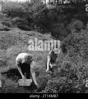 Il villaggio di invasione- La vita quotidiana in Orford, Suffolk, Inghilterra, 1941 Judy (sinistra) e Pat Bunbury, figlie di Sir Henry Bunbury, pick more come parte del villaggio sforzo bellico. Sir Henry è il cibo organizzatore del villaggio comitato di invasione. Foto Stock