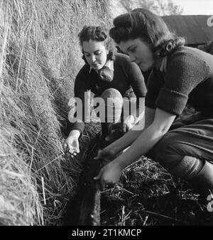 Le ragazze di terra Audrey Prickett e Betty lungo un rat trap in una pila di fieno come parte della loro formazione su Sussex azienda durante il 1942. Foto Stock