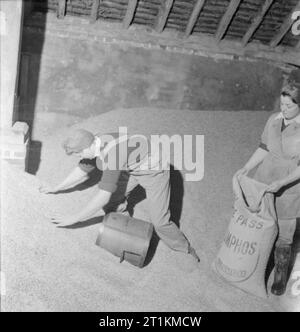 Landgirl's Day - La vita quotidiana e l'agricoltura nel West Sussex, in Inghilterra, Regno Unito, 1944 29 anni ragazza terra Rosalind Cox utilizza un bushel misurare per la raccolta di orzo e riempire il sacco trattenuto pronto dal suo collega Rose barre. Le donne sono in piedi su una montagna di la granella nel negozio sul signor Tupper's Farm, Bignor, West Sussex. Foto Stock