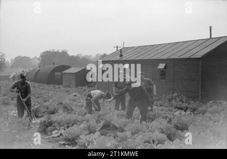 Agricoltura e i militari - La vita quotidiana in campagna, Gran Bretagna, C 1941 soldati della Royal Artillery cavoli crescere accanto a loro capanne su questo anti-sito di aeromobili, da qualche parte in Inghilterra. Foto Stock