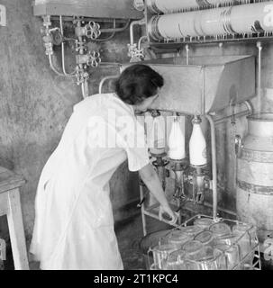 Parsonage Farm- industria lattiero-casearia nel Devon, Inghilterra, 1942 UNA LATTERIA cameriera si raffredda e bottiglie di latte a Old Parsonage Farm, Dartington. Il latte viene eseguito su rulli e tubi verso il basso attraverso lo scambiatore di calore e in bottiglie, tre dei quali sono attaccati ad un apparecchio in corrispondenza del fondo dello scambiatore di calore. Foto Stock