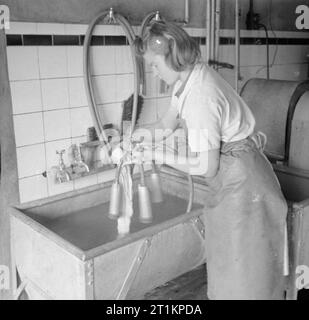 Parsonage Farm- industria lattiero-casearia nel Devon, Inghilterra, 1942 Un dairymaid lavaggi elettrico dispositivo di mungitura in un grande lavello a Old Parsonage Farm, Dartington. Foto Stock