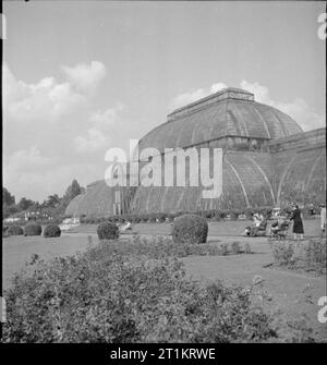 I Giardini di Kew- il lavoro di Kew Gardens in tempo di guerra, Surrey, England, Regno Unito, 1943 visitatori passare il vetro impressionante la Casa delle Palme come essi godere di una rilassante passeggiata sotto i raggi del sole attraverso il giardino di rose di Kew Gardens. Ci sono tra gli otto e i dieci di migliaia di alberi di rose di Kew, e il giardino di rose ha oltre 100 varietà moderne. Il dark lastre di vetro visibile sul Palm House a destra della fotografia indicano dove il danno è stata sostenuta nel corso di un raid aereo. Foto Stock