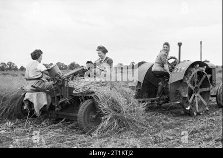 Tre ragazze di terra lino raccolto in una fattoria in Huntingdonshire durante il 1942. Tre ragazze di terra lino raccolto in un campo che era stata abbandonata l'anno precedente. Una donna che guida il trattore come gli altri due sedersi nella parte posteriore sul lino-tirando " rimorchio ". Foto Stock