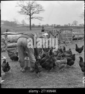 Formazione di Wakefield prigione e Camp- La vita di tutti i giorni in un carcere britannico, Wakefield, Yorkshire, Inghilterra, 1944 al camp attaccata alla formazione di Wakefield prigione, un detenuto alimenta i polli allevati su una volta terreni agricoli abbandonati alla prigione. Il camp è largamente autosufficiente. Foto Stock