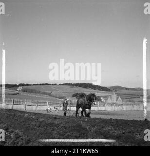 In tempo di guerra il Scillies- Vita Quotidiana sulle isole Scilly, 1941 una riposante scena di un agricoltore e il suo cavallo arando un campo sulle pendici della collina a palette, Tresco, isole Scilly, sotto il sole, mentre due ragazze di terra pianta patate in background. Anche visibile dietro l'agricoltore è una vista di Beacon Hill, delfino comune e St Nicholas' chiesa parrocchiale. Foto Stock