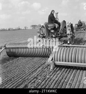 Lavoratori a Alston's farm a Uphall, East Anglia, utilizzare un trattore-disegnato il rullo Cambridge per creare canali di semina pronto per un raccolto di barbabietole da zucchero, 1943. I lavoratori agricoli al signor J Alston's farm a Uphall, East Anglia, uso pesante del trattore-disegnato Cambridge rotoli per creare canali di piantare nel terreno pronto in preparazione per un raccolto di barbabietole da zucchero. Foto Stock