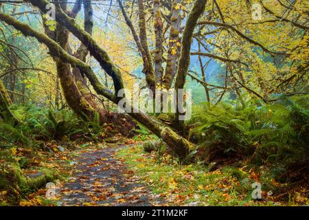 Scenario boschivo di Misty catturato su un sentiero escursionistico nel Prairie Creek Redwoods State Park vicino a Orick, California, USA, con aceri e foglie cadute. Foto Stock