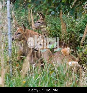 Il gruppo di capreoli europei Capreolus capreolus è nascosto nell'erba e guarda il fotografo su un campo. Inizio autunno, giornata di sole. Natura della repubblica Ceca Foto Stock