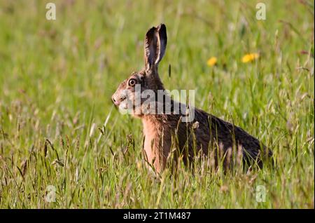 Bunny Lepus europaeus mangiare in campo. Lingua visibile. Lepre molto estesa in repubblica Ceca. Il parassita gigante zecca Ixodes ricinus sul collo. Foto Stock