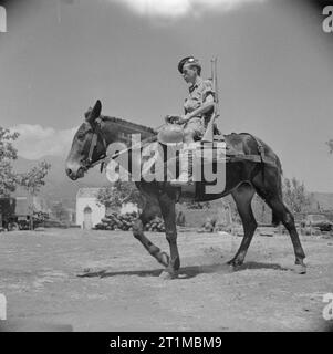 L'esercito britannico in Sicilia 1943 Stanley privato Davis di quinto Seaforth Montanari cavalca un pack mule con una croce uncinata emblema sulla marca il collo dell'animale, 16 agosto 1943. Gli animali sono stati attualmente impiegato dalla 51st Highland Division nel terreno collinare vicino vulcano Etna. Foto Stock