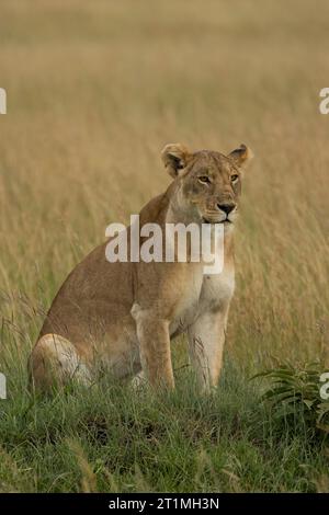 Un ritratto verticale a corpo intero senza leone seduto su un'erba alta delle pianure africane Foto Stock