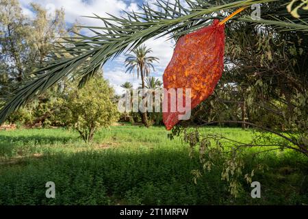 Mezguita, Marocco. 14 ottobre 2023. L'immagine mostra datteri di palma coperti da una rete protettiva durante una visita al giardino di palme Palmeraie Mezguita, parte di una visita di lavoro del ministro dello sviluppo in Marocco, sabato 14 ottobre 2023. BELGA PHOTO JONAS ROOSENS Credit: Belga News Agency/Alamy Live News Foto Stock