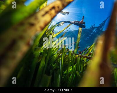 Concentrazione selettiva del prato di agrassi (Posidonia oceanica) nel Mar Egeo con la luce del sole. Vista subacquea. Foto Stock