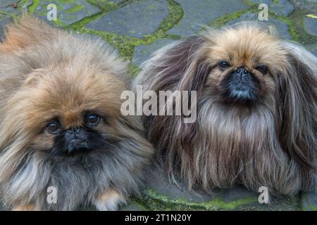 Boo e Posey, Pekingese di razza pura, Mill Valley, California Foto Stock