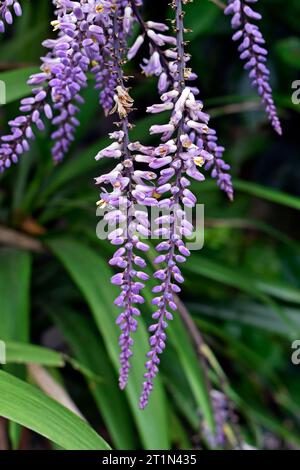 Giglio di palma sottile o fiori di giglio di palma a foglie strette (Cordyline stricta) Foto Stock