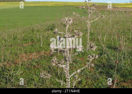 Cardo dorato a macchie secche (Scolymus maculatus) Foto Stock