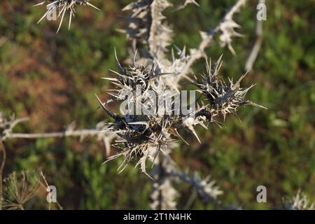 Cardo dorato maculato secco (Scolymus maculatus) Foto Stock