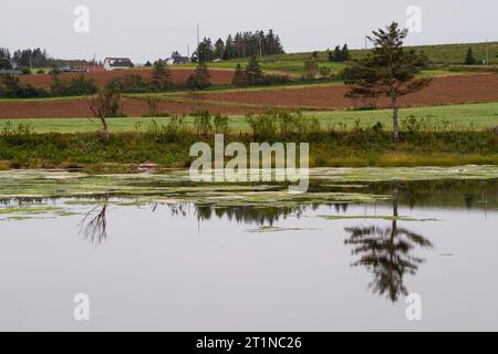 Fattorie   French River, Prince Edward Island, CAN Foto Stock