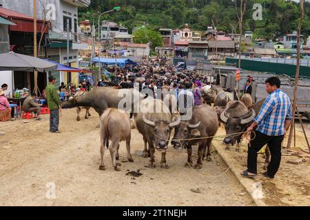 BAC ha, Vietnam. Mercato dei bufali d'acqua. Foto Stock