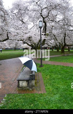 Ombrello bianco e nero su una panchina di fronte ai ciliegi giapponesi dell'Università di Washington Foto Stock