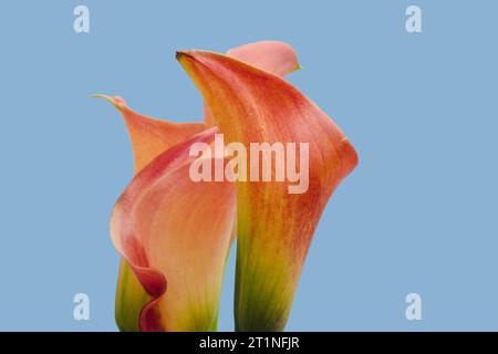 La bella vita morta di giglio calla, piena di motivi di colore texture e linee. Natura morta ricca di colori Foto Stock