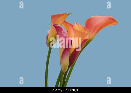 La bella vita morta di giglio calla, piena di motivi di colore texture e linee. Natura morta ricca di colori Foto Stock