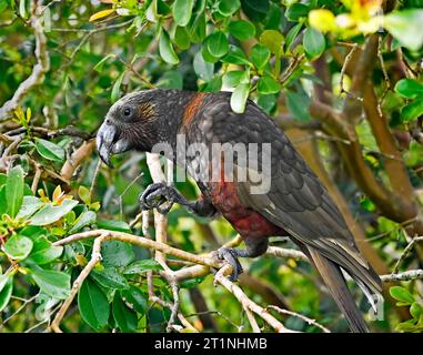 Kaka Bird Feeding in the Bushes at the Glenfern Bird Sanctuary, Great Barrier Island, nuova Zelanda. Foto Stock