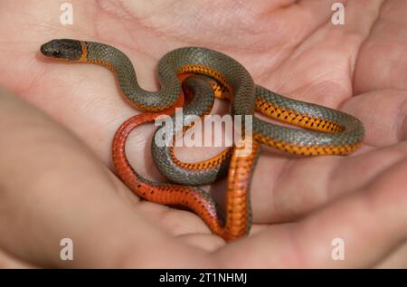 Serpente con collo ad anello del Pacifico. Lake Chabot Regional Park, contea di Alameda, California. Foto Stock