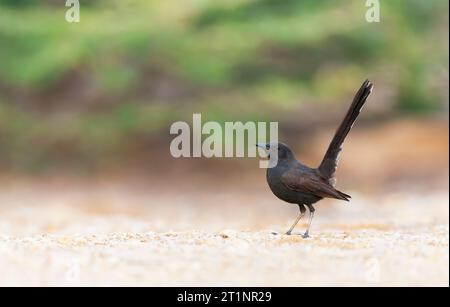 Robin Black Bush adulto (Cercotrichas podobe) vicino a Yotvata, Israele. Foto Stock