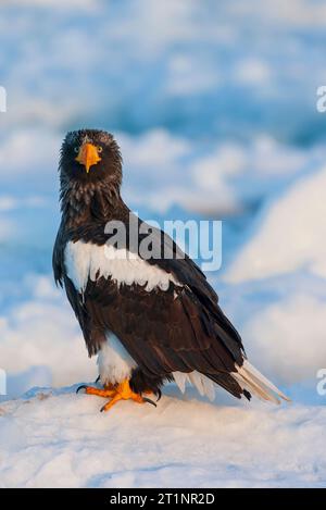 Svernare l'aquila di mare di Steller (Haliaeetus pelagicus) sull'isola di Hokkaido in Giappone. Foto Stock