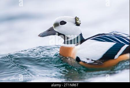 Maschio Steller's Eider (Polysticta stelleri) svernano nel porto di Vadso nella Norvegia artica. Foto Stock