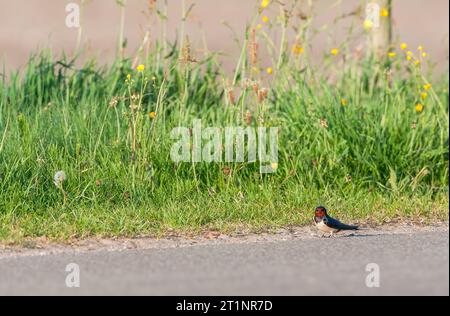 Barn Swallow, Hirundo rustica, nei Paesi Bassi. Seduto a terra. Foto Stock