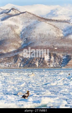 Svernare l'aquila di mare di Steller (Haliaeetus pelagicus) sull'isola di Hokkaido in Giappone. Foto Stock