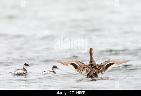 Sargvery grebe (Podiceps occipitalis juninensis) in Ecuador. Coppia di grandi nuotate su un lago andino nella riserva naturale Antisana. Foto Stock