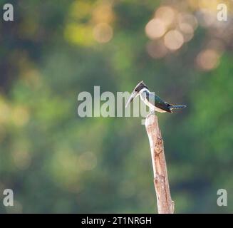 Femmine di Amazon Kingfisher (Chloroceryle amazona) arroccato su un ramoscello nel parco nazionale di Manu, Perù. Foto Stock
