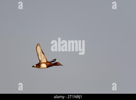 Anatra ferruginosa maschio adulto (Aythya nyroca) durante la primavera in Ungheria. Foto Stock