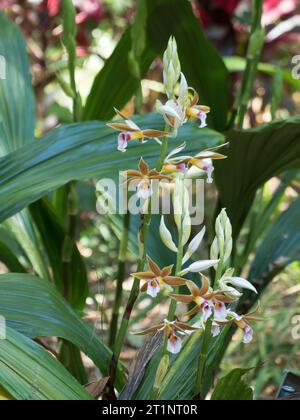 Splendide orchidee paludose in fiore, Foto Stock